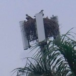 funkturm_vogelnest