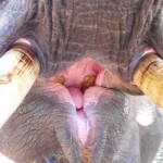 bali13