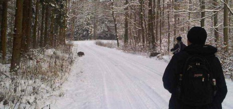 20101206_wildsau