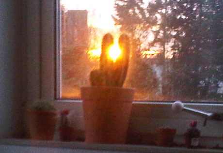 20100326_sonnekaktant