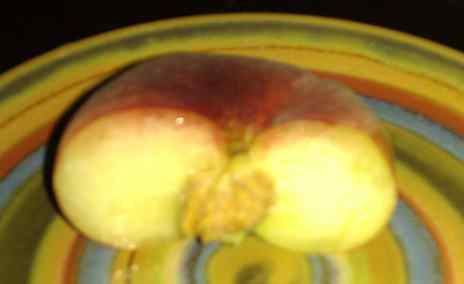 20110604_pfirsich